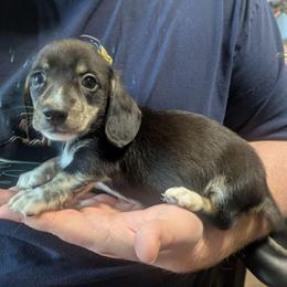 1 Buzzie - Black and cream male Dachshund puppy in Central Point, Oregon from MRS Long Dog Ranch
