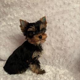 LB boy teal - Blue and gold male Yorkshire Terrier puppy in Alburnett, Iowa from Hobbs Shire Yorkies