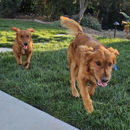 Golden Retrievers from Coppertown Retrievers