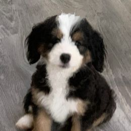 Baby - Bernedoodle