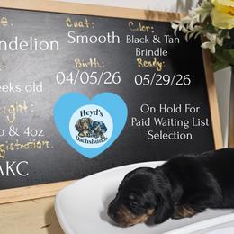 Dandelion - Black and tan male Dachshund puppy in Hoquiam, Washington from Heyd's Mini Dachshunds