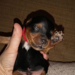 Yorkshire Terriers from Country Shepherds