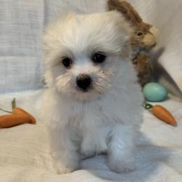 Tofu - Tri-color male Coton de Tulear puppy in Avery Creek, North Carolina from AVLCOTONLOVE