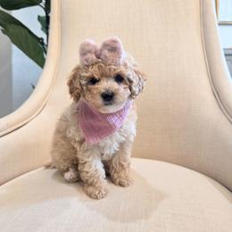 Clarissa - Cream female Poodle puppy in Leander, Texas from Doodle Doula