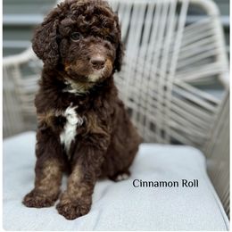 Cinnamon Roll - Phantom male Bernedoodle puppy in Pennsylvania from Bells Bernedoodles