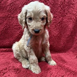 Grey - Apricot male Goldendoodle puppy in Bakersfield, California from Lavish Doodles