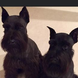 Miniature Schnauzer All Grown Up from Stallard’s Schnauzers- miniatures