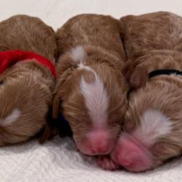 Blue - m - Red  male Goldendoodle puppy in Ruthorfordton, North Carolina from Duncan Doodles Goldendoodles