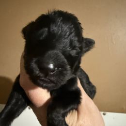 Nessarose - Black female German Shepherd puppy in Lakeland, Florida from Fur Love And Puppies