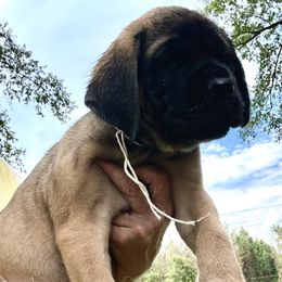 Beaver Creeks White girl - Apricot female Mastiff puppy in Millport, Alabama from Beaver Creek Mastiffs