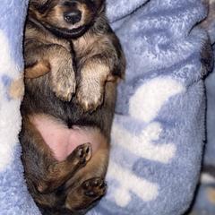 Prague Ratter Puppies from North Star Gem’s Prague Ratters