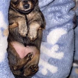 Prague Ratter Puppies from North Star Gem’s Prague Ratters