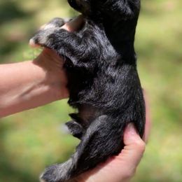 Miniature Schnauzer Puppies from Fur Covered Angels