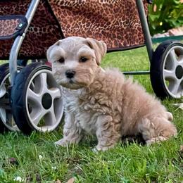 Yellow colllar Beige Wheaten Male - Wheaten male Miniature Schnauzer puppy in Calhoun, Georgia from The BrickHouse Miniature Schnauzers