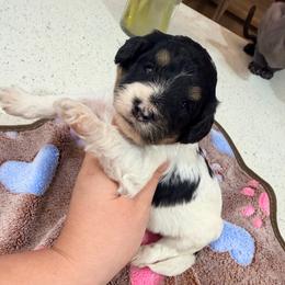 Girl 1 - Tri-color female Bernedoodle puppy in Lakeland, Florida from Doodles & Danes
