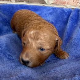 Purple collar - Red  female Poodle puppy in Huntsville, Alabama from Flint River Poodles