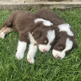 Australian Shepherd Puppies from Sadie Blue's Willamette Valley Aussies