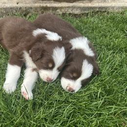 Australian Shepherd Puppies from Sadie Blue's Willamette Valley Aussies