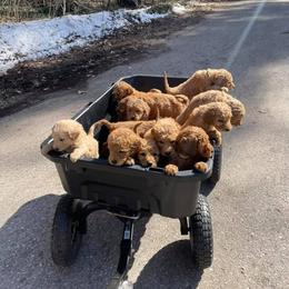 Goldendoodle and Poodle Puppies from West Michigan Doodles and Poodles