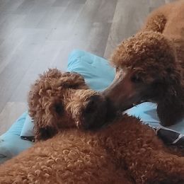 Poodle All Grown Up from Jiny's Red Standard Poodles