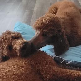Poodle All Grown Up from Jiny's Red Standard Poodles