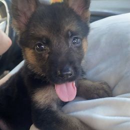 A.tinkerbell - Black and red female German Shepherd puppy in Youngsville, North Carolina from Di casa Esperanza