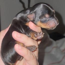AKC Girl Purebred - Black and tan female Yorkshire Terrier puppy in Cheektowaga, New York from Mike's Puppies