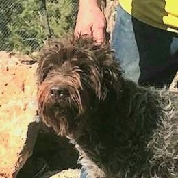 Athena - Wirehaired Pointing Griffon