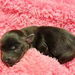 Blush - Liver female Miniature Schnauzer puppy in Alabama from Little River Miniature Schnauzers