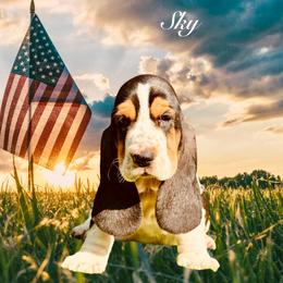 Sky - Black white and brown female Basset Hound puppy in Dingess, West Virginia from Tuckers' Howling Hounds