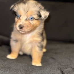 Boy 1 - Blue merle Australian Shepherd puppy in Paint Rock, Alabama from Kotah’s Kennels
