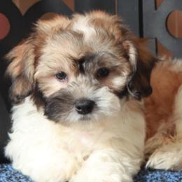 Cricket - Shichon