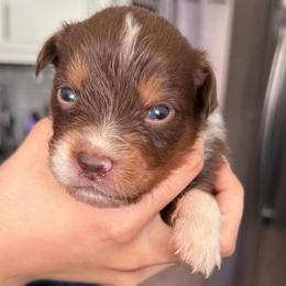 Juniper - Red tri-color male Australian Shepherd puppy in Hemet, California from Perfect Companion Aussie's