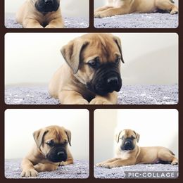 Boy 4 - Boerboel puppy from Freedom Boerboels LLC