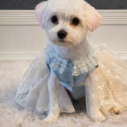 Maltese from Maltese Love