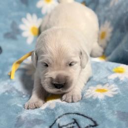 Yellow - Light golden female Golden Retriever puppy in Tylertown, Mississippi from Southern Paws, LLC