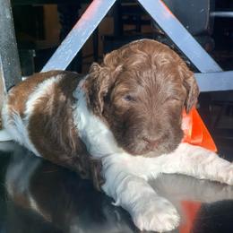 Neteyam - Parti male Labradoodle puppy in Murray, Utah from Swann's Kennels
