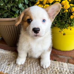 Boy 1 - Pembroke Welsh Corgi puppy in Springville, California from Campbell Creek Corgis