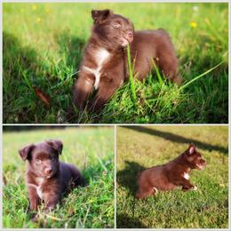 Richard - Red & white male Miniature American Shepherd puppy in Battle Ground, Washington from Casita Miniature American Shepherds