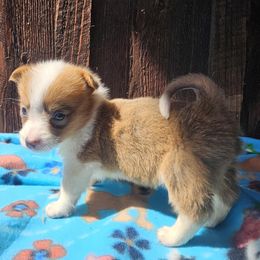 Geri - Red female Pembroke Welsh Corgi puppy in Castle Rock, Washington from Heckman Corgis