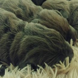 Cane Corso Puppies from Samantha Jackson