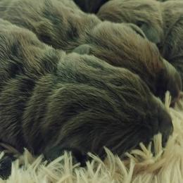 Cane Corso Puppies from Samantha Jackson