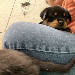 Rottweiler Puppies from Vom Haus Ayers Rottweilers