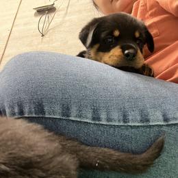 Rottweiler Puppies from Vom Haus Ayers Rottweilers