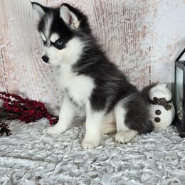Trixie - Black and white female Pomsky puppy in Atwood, Illinois from Peace Road Puppies