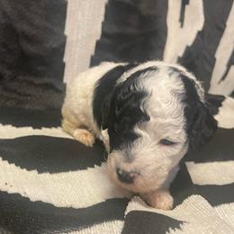 Daisy - Parti female Goldendoodle puppy in Maineville, Ohio from Danielle's Doodles