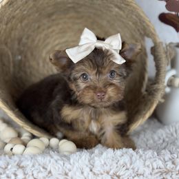 Carly - Chocolate and tan female Yorkshire Terrier puppy in Hardin, Texas from Katrinas puppies