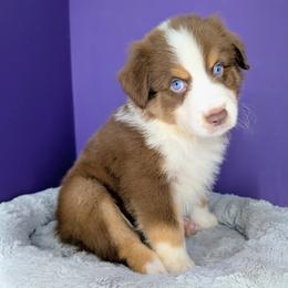 Jasmine3Boy5- RTM,NBT, blue eyes likely, CHIC-OFA-DNA-AKC Titled Parents - Red tri-color male Australian Shepherd puppy in South Hill, Virginia from Silverside Aussies LLC