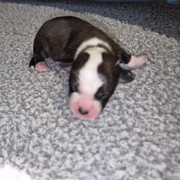 Victorious - Red female Toy Australian Shepherd puppy in Humansville, Missouri from Tater Tot aussies