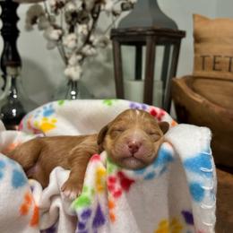 Purple Girl - Apricot male Goldendoodle puppy in Thomasville, Georgia from South Georgia Golden Doodle Ranch LLC
